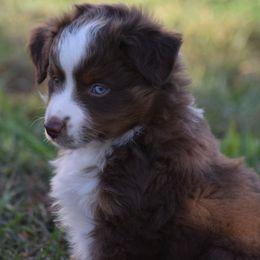 Jasper - Red tri-color male Australian Shepherd puppy in Nebraska from Our Barn Aussies