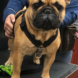 French Bulldogs from Biltwell Frenchies