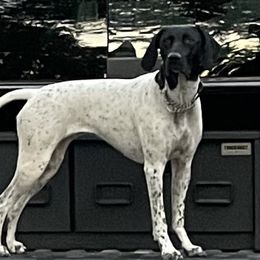 Lady - German Shorthaired Pointer