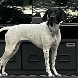 Lady - German Shorthaired Pointer