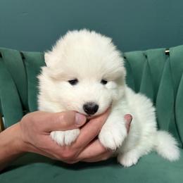 Biscuit - White male Samoyed puppy in Tremonton, Utah from Sugar Sweet Samoyeds