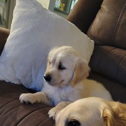 Golden Retriever Puppies from Sims Golden Retrievers