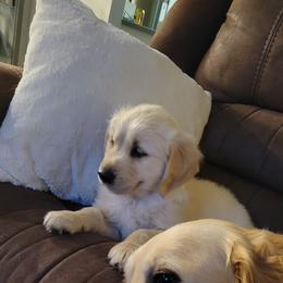 Golden Retriever Puppies from Sims Golden Retrievers