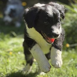 Shadow - White and black male Bordoodle puppy in Shelton, Washington from Prophecy Kennels