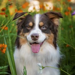 Chaos - Australian Shepherd