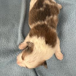 M and M - Sable merle and white male Shetland Sheepdog puppy in Kerville, Texas from Cedar Hill Kennels