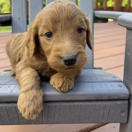Goldendoodle Puppies from Doodifuldoods