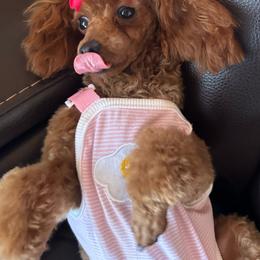 Pixie - Red  female Poodle puppy in Hardinsburg, Indiana from KC Recherche'