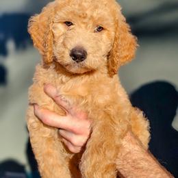 Goldendoodle and Shihpoo Puppies from Stormie's Doodles