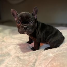 French Bulldogs from Pacific Bulldogs