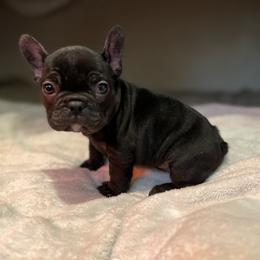French Bulldogs from Pacific Bulldogs