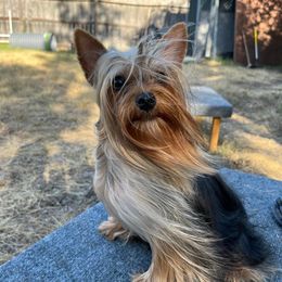 Lena (Chikis) - Yorkshire Terrier