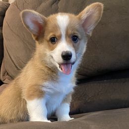 Bernadette - Red Pembroke Welsh Corgi puppy in Arcanum, Ohio from Weissway Corgis