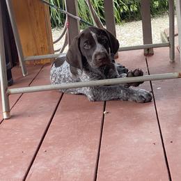 German Shorthaired Pointer Puppies from Brija German Shorthaired Pointers