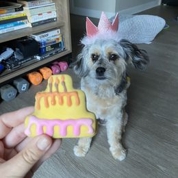 Aussiedoodle All Grown Up from White Pine Farm