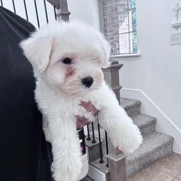 Male 2 - White male Miniature Schnauzer puppy in Seagoville, Texas from JC miniature schnauzers