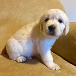Gray collar - Light golden male Golden Retriever puppy in Barbourville, Kentucky from Home Sweet Home English Goldens