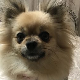 Bon Bon - Pomeranian