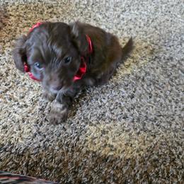 Boy 2 - Red tri-color male Aussiedoodle puppy in Junction, Utah from Sugar Doodles