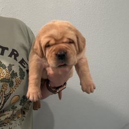 Georgie Porgie Puddin Pie - Yellow male Labrador Retriever puppy in Cantonment, Florida from Deep South Labrador Retrievers LLC