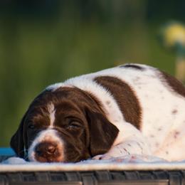 Jetty - Liver and white male German Shorthaired Pointer puppy in Chocowinity, North Carolina from Foxtail Hollow