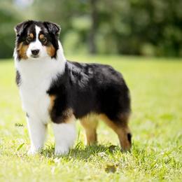 Australian Shepherds from Northern Latitudes