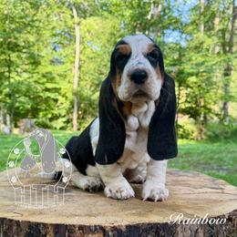 Rainbow - Black white and brown female Basset Hound puppy in Dingess, West Virginia from Tuckers' Howling Hounds