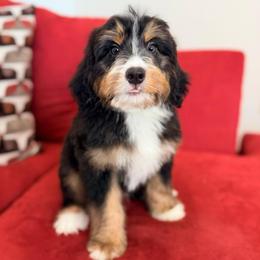 Denali (socialization program student) - Tri-color male Bernedoodle puppy in Dundee, Ohio from Down Home Doodle