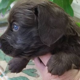 Boy 4 - Chocolate male Dachshund puppy in La Monte, Missouri from Wulff's East LA Puppies