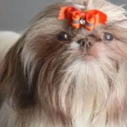 Enzo - Shih Tzu