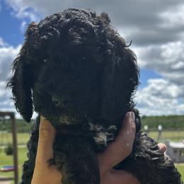 Poodles from Granite Valley Poodles