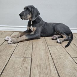 Blade - Blue male Great Dane puppy in Edinburg, Texas from Chestnut Great Danes