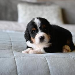 Poblano - Tri-color male Bernedoodle puppy in Grove, Oklahoma from Grand Lake Poodles & Doodles