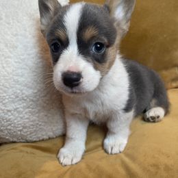 Girl 4 - Blue Pembroke Welsh Corgi puppy in Hinton, Oklahoma from Corgi Farms