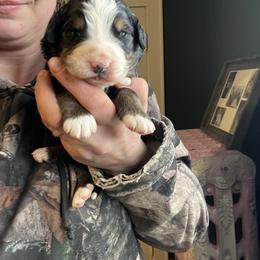 Blue - Black rust and white male Bernese Mountain Dog puppy in North Grove, Indiana from J&F Country Canines