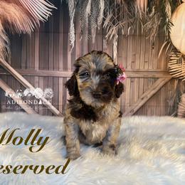 Bernedoodle and Goldendoodle Puppies from Adirondack Poodles Goldendoodles,Bernedoodles & Schnoodles