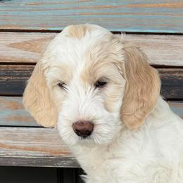 Sunshine - Cream female Goldendoodle puppy in Frostproof, Florida from Lover Dover Doodles