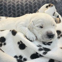 White - Light golden female Golden Retriever puppy in Clovis, California from Puppy Love, Hall's Goldens