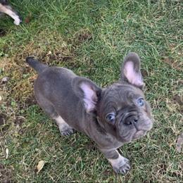 Widget - Blue fawn French Bulldog puppy in Dallas, Texas from Stidham Family Kennels
