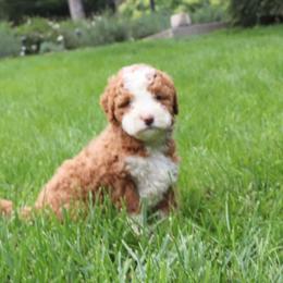 Lexi - Red female Bernedoodle puppy in Narvon, Pennsylvania from Mahlon's Bernedoodles