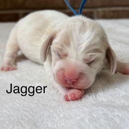 Jagger - Tan and white male Beagle puppy in Rogersville, Missouri from Hales Little Beagle Haven