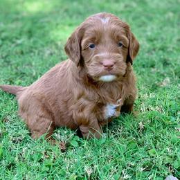 Australian Labradoodle Puppies from Luxe Labradoodles