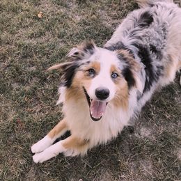 Brizzie - Australian Shepherd