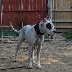 Jala - Dogo Argentino