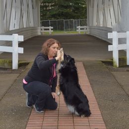Australian Shepherds from Majestic Skyes Aussies