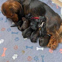 Lily - Black and tan female Dachshund puppy in Danbury, New Hampshire from Maplewood Mountain Farm