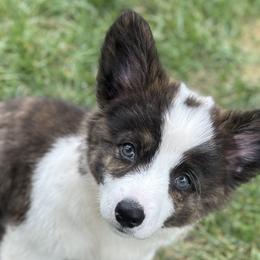 American Corgis and Cardigan Welsh Corgis from BeauCoup Corgis