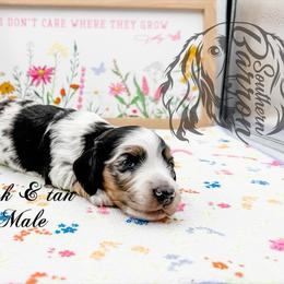 Jelly Bean - Dapple male Dachshund puppy in Prairieville, Louisiana from Southern Barron Danes & Dachshunds