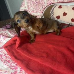 Helen - Dapple female Dachshund puppy in Lake City, Florida from My Ditzy Doxies of Florida