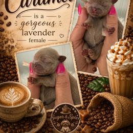 Caramel - Lilac female Shih Tzu puppy in Connersville, Indiana from Sugar and Spice Shihtzus